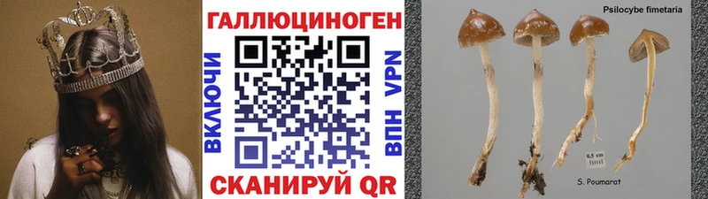 Псилоцибиновые грибы Psilocybe Спас-Клепики